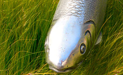 智能化运营管理的ddos压力测试网页端